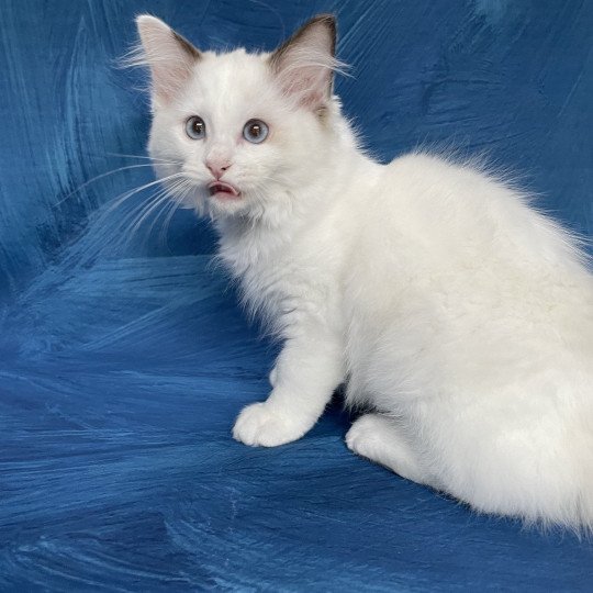 chaton Ragdoll point bicolor Sissi Les Ragdolls de la Croisette