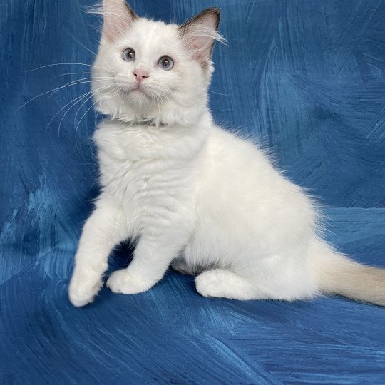 chaton Ragdoll point bicolor Sissi Les Ragdolls de la Croisette