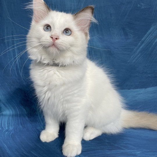 chaton Ragdoll point bicolor Sissi Les Ragdolls de la Croisette