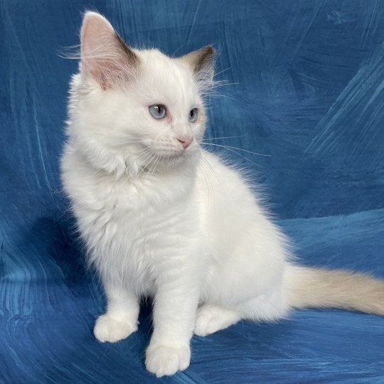 chaton Ragdoll point bicolor Sissi Les Ragdolls de la Croisette