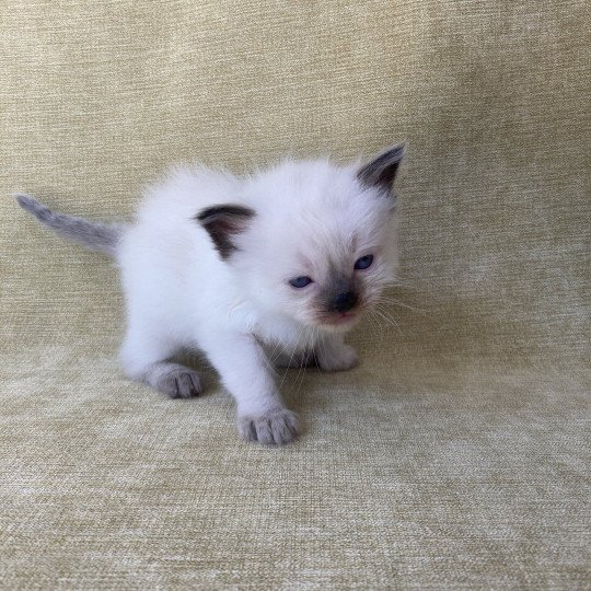 chaton Ragdoll seal point Gris Les Ragdolls de la Croisette