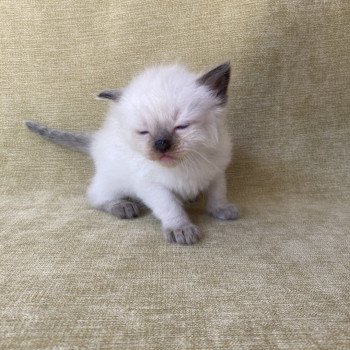 chaton Ragdoll seal point Gris Les Ragdolls de la Croisette chaton Ragdoll seal point Gris Les Ragdolls de la Croisette