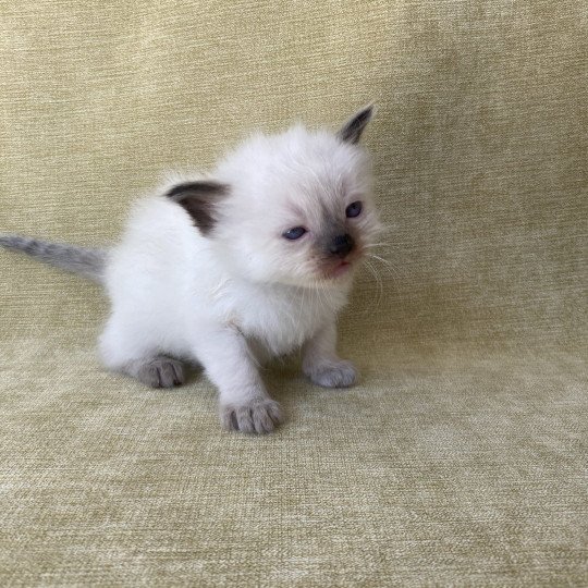 chaton Ragdoll seal point Gris Les Ragdolls de la Croisette