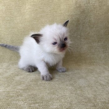 chaton Ragdoll seal point Gris Les Ragdolls de la Croisette chaton Ragdoll seal point Gris Les Ragdolls de la Croisette