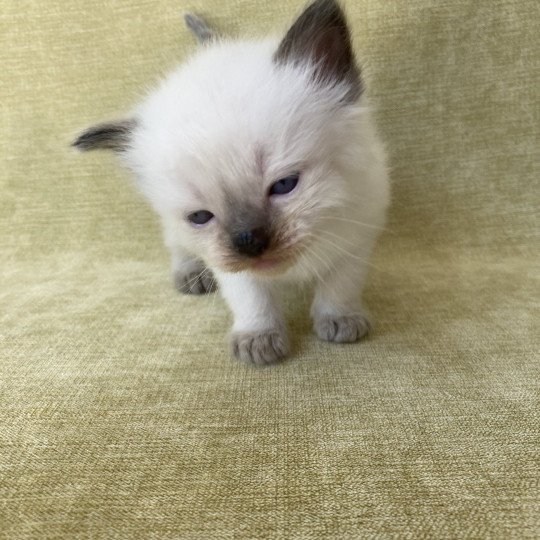 chaton Ragdoll seal point Gris Les Ragdolls de la Croisette