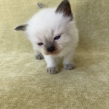 chaton Ragdoll seal point Gris Les Ragdolls de la Croisette