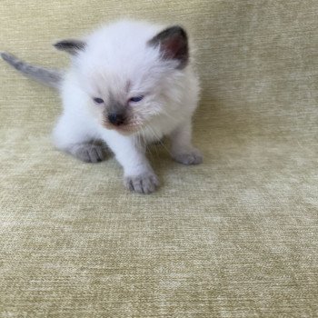 chaton Ragdoll seal point Gris Les Ragdolls de la Croisette chaton Ragdoll seal point Gris Les Ragdolls de la Croisette