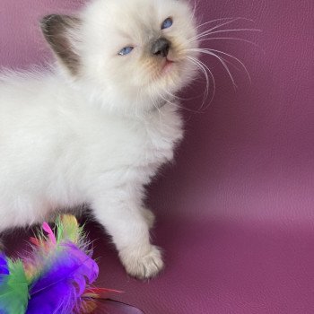 chaton Ragdoll seal point Gris Les Ragdolls de la Croisette