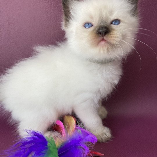 chaton Ragdoll seal point Gris Les Ragdolls de la Croisette