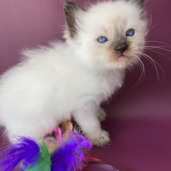 chaton Ragdoll seal point Gris Les Ragdolls de la Croisette