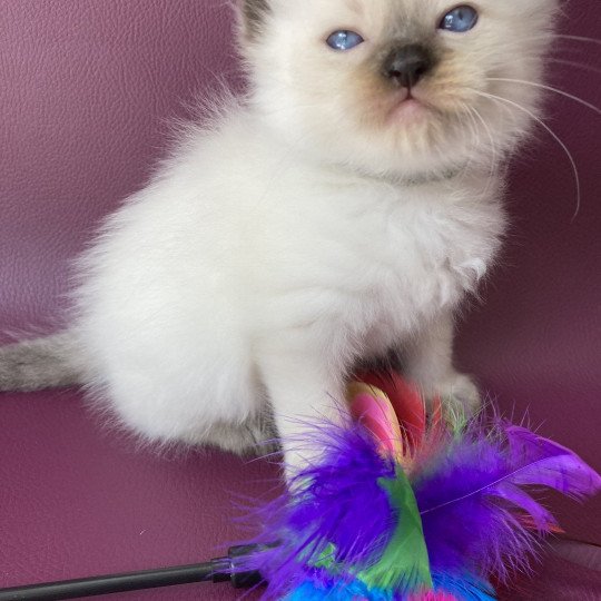 chaton Ragdoll seal point Gris Les Ragdolls de la Croisette