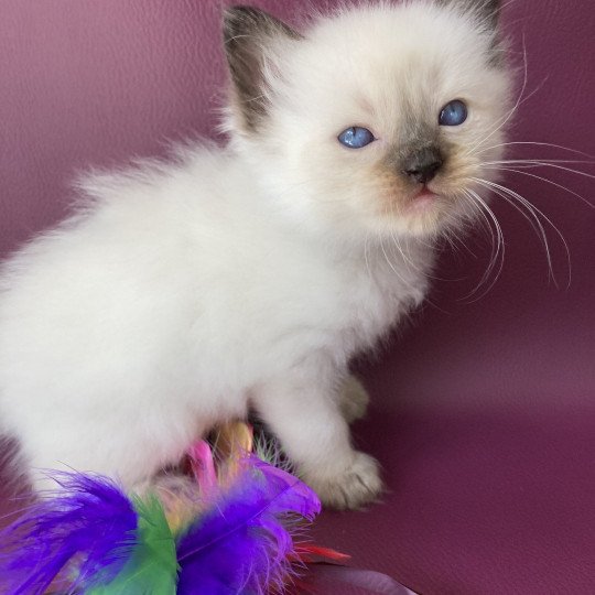 chaton Ragdoll seal point Gris Les Ragdolls de la Croisette