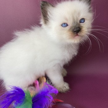 chaton Ragdoll seal point Gris Les Ragdolls de la Croisette chaton Ragdoll seal point Gris Les Ragdolls de la Croisette