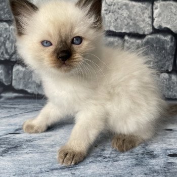 chaton Ragdoll seal point Gris Les Ragdolls de la Croisette