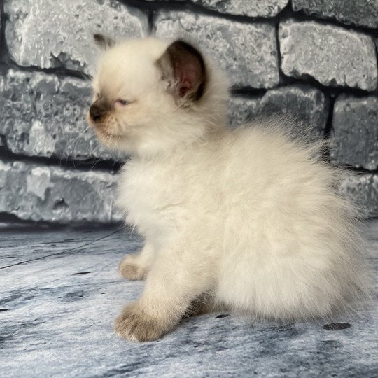 chaton Ragdoll seal point Gris Les Ragdolls de la Croisette