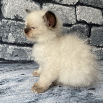 chaton Ragdoll seal point Gris Les Ragdolls de la Croisette