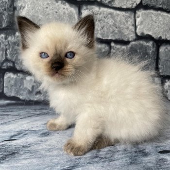 chaton Ragdoll seal point Gris Les Ragdolls de la Croisette