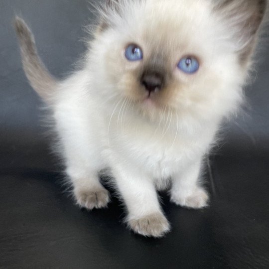 chaton Ragdoll seal point Gris Les Ragdolls de la Croisette