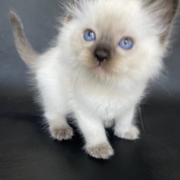 chaton Ragdoll seal point Gris Les Ragdolls de la Croisette chaton Ragdoll seal point Gris Les Ragdolls de la Croisette