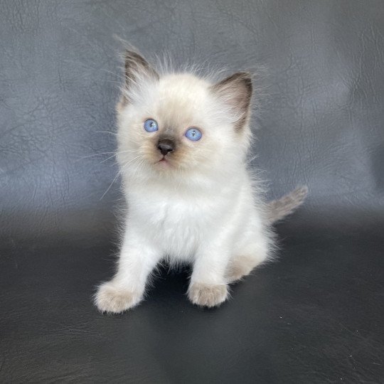 chaton Ragdoll seal point Gris Les Ragdolls de la Croisette