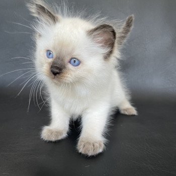 chaton Ragdoll seal point Gris Les Ragdolls de la Croisette