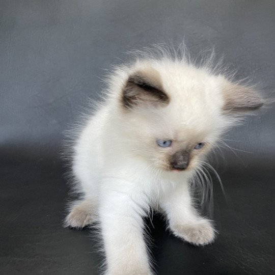 chaton Ragdoll seal point Gris Les Ragdolls de la Croisette