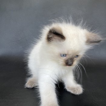 chaton Ragdoll seal point Gris Les Ragdolls de la Croisette