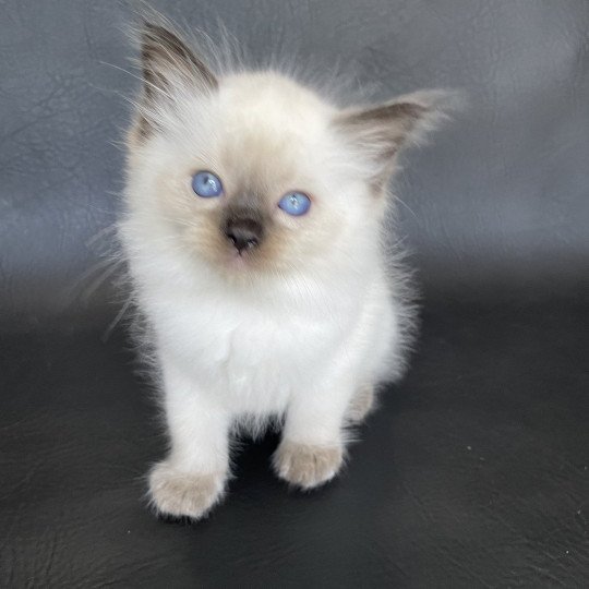 chaton Ragdoll seal point Gris Les Ragdolls de la Croisette