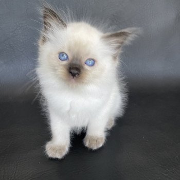 chaton Ragdoll seal point Gris Les Ragdolls de la Croisette