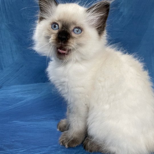 chaton Ragdoll seal point Smooky Les Ragdolls de la Croisette