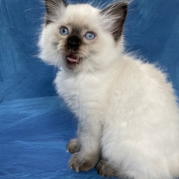 chaton Ragdoll seal point Smooky Les Ragdolls de la Croisette