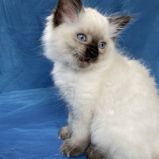 chaton Ragdoll seal point Smooky Les Ragdolls de la Croisette