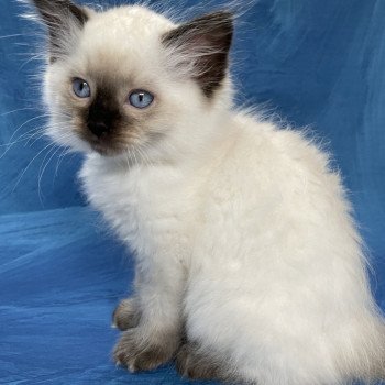 chaton Ragdoll seal point Smooky Les Ragdolls de la Croisette