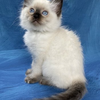 chaton Ragdoll seal point Smooky Les Ragdolls de la Croisette