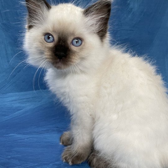 chaton Ragdoll seal point Smooky Les Ragdolls de la Croisette