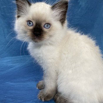 chaton Ragdoll seal point Smooky Les Ragdolls de la Croisette chaton Ragdoll seal point Smooky Les Ragdolls de la Croisette