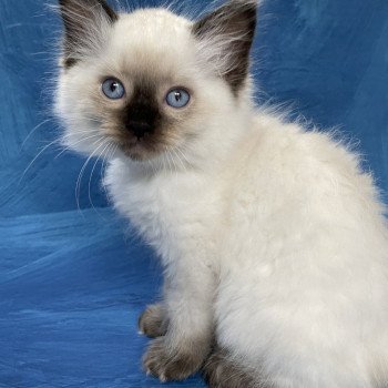 chaton Ragdoll seal point Smooky Les Ragdolls de la Croisette