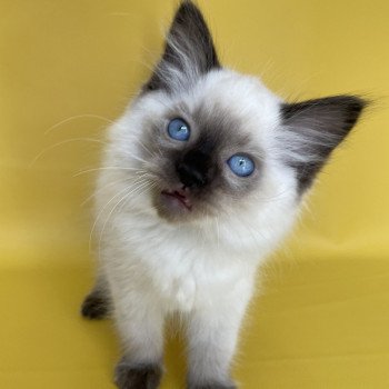 chaton Ragdoll seal point Smooky Les Ragdolls de la Croisette chaton Ragdoll seal point Smooky Les Ragdolls de la Croisette