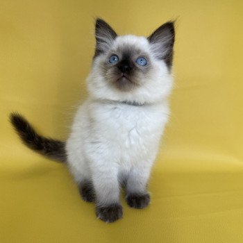 chaton Ragdoll seal point Smooky Les Ragdolls de la Croisette chaton Ragdoll seal point Smooky Les Ragdolls de la Croisette
