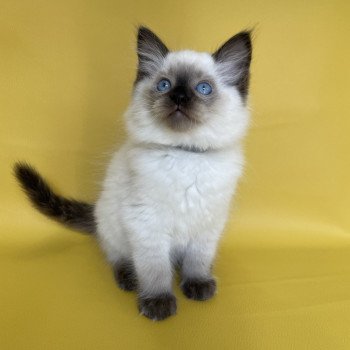 chaton Ragdoll seal point Smooky Les Ragdolls de la Croisette