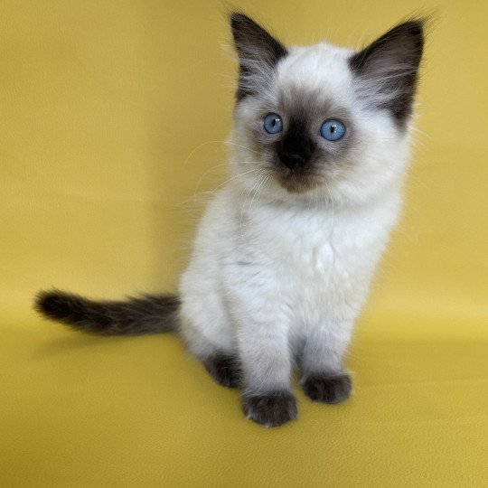 chaton Ragdoll seal point Smooky Les Ragdolls de la Croisette