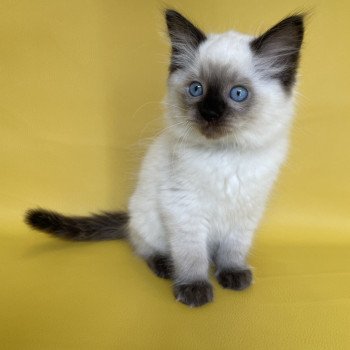 chaton Ragdoll seal point Smooky Les Ragdolls de la Croisette chaton Ragdoll seal point Smooky Les Ragdolls de la Croisette