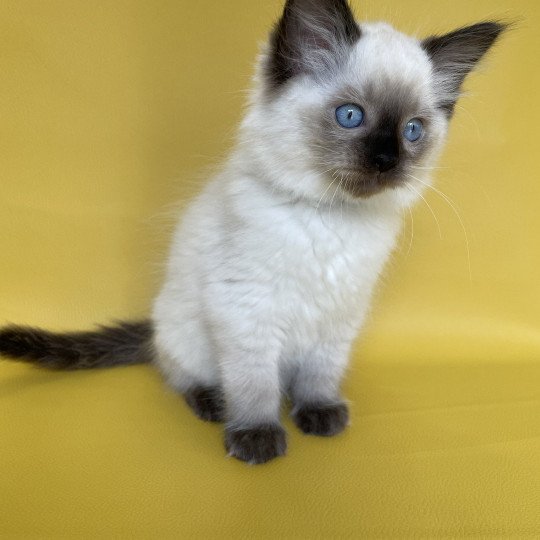 chaton Ragdoll seal point Smooky Les Ragdolls de la Croisette