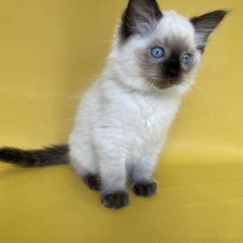 chaton Ragdoll seal point Smooky Les Ragdolls de la Croisette chaton Ragdoll seal point Smooky Les Ragdolls de la Croisette