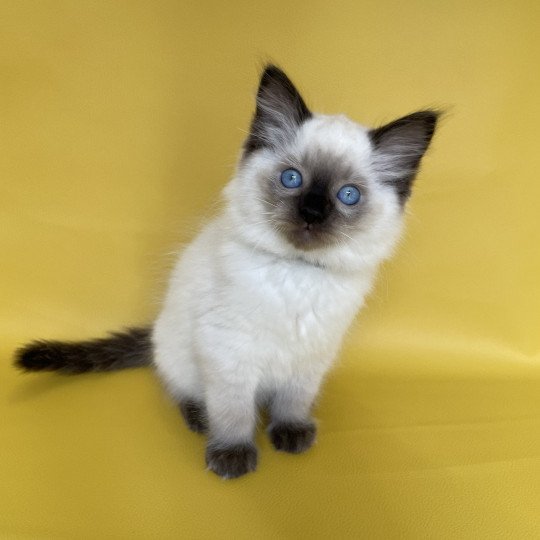 chaton Ragdoll seal point Smooky Les Ragdolls de la Croisette