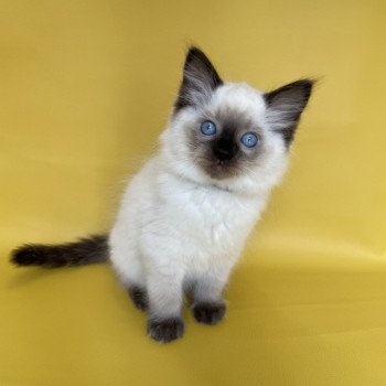 chaton Ragdoll seal point Smooky Les Ragdolls de la Croisette