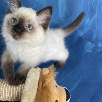 chaton Ragdoll seal point Smooky Les Ragdolls de la Croisette