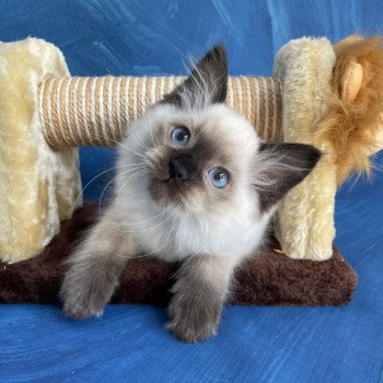 chaton Ragdoll seal point Smooky Les Ragdolls de la Croisette chaton Ragdoll seal point Smooky Les Ragdolls de la Croisette