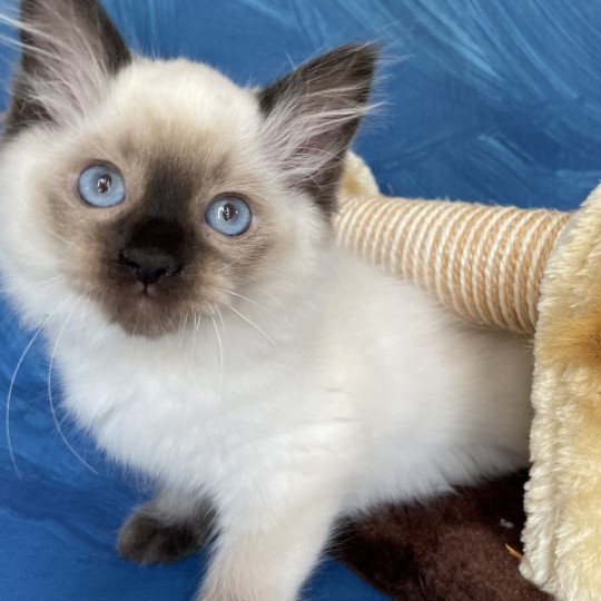 chaton Ragdoll seal point Smooky Les Ragdolls de la Croisette