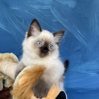 chaton Ragdoll seal point Smooky Les Ragdolls de la Croisette chaton Ragdoll seal point Smooky Les Ragdolls de la Croisette